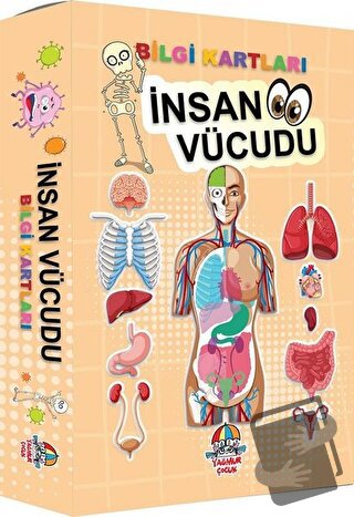 İnsan Vücudu - Bilgi Kartları - Kolektif - Yağmur Çocuk - Fiyatı - Yor